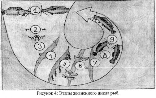 Этапы жизненного цикла рыб.