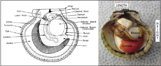 Generalized diagram of a pectinid (taken from Bourne, Hodgson and Whyte, 1989) alongside an open calico scallop specimen showing major organs