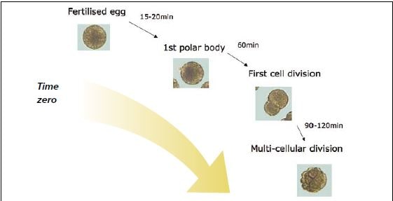 Sequence of events following fertilization of E. ziczac eggs.
