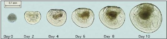 Developmental changes of sand scallop larvae to metamorphosis.