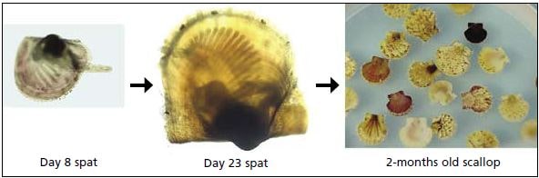 Development of sand scallop, E. ziczac, following settlement, showing dissoconch in Day-8 scallops, byssal notch formation and pigmentation in Day-23 scallops and similarity to adults in 2 months old scallops.
