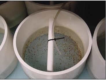 Mature larvae set on meshed sieve suspended as downwelling system in raceway.