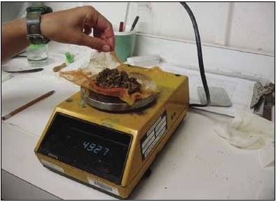 Weighing spat on a Sartorius balance (±0.01 gram).