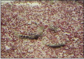 Adult zigzag scallops, E. ziczac, showing natural recessive behaviour in the sand.