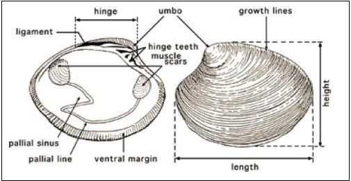 External and internal features of the shell valves of the hard shell clam, Mercenaria mercenaria. Modified from Cesari and Pellizzato