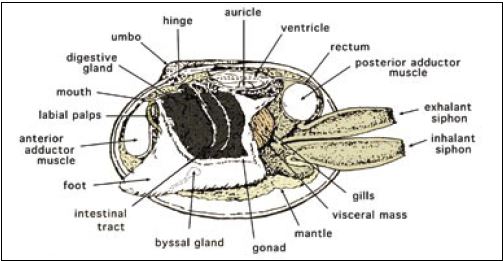 The internal, soft tissue anatomy of a clam of the genus Tapes. In this view, the uppermost gill lamellae have been removed to reveal the foot and other adjacent tissues. Modified from Cesari and Pellizzato