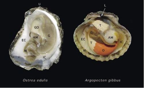 The soft tissue anatomy of the European flat oyster, Ostrea edulis, and the calico scallop, Argopecten gibbus, visible following removal of one of the shell valves