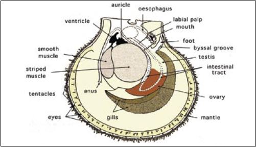 The internal, soft tissue anatomy of a hermaphroditic scallop.