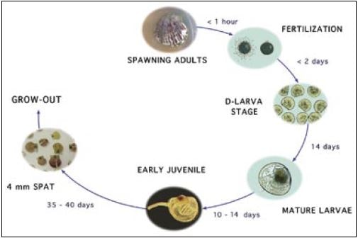 Representation of the developmental stages of the calico scallop, Argopecten gibbus
