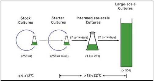 Steps in the production of algae. Stock cultures (250 ml or less) remain in isolation under light and climate control