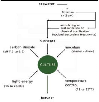 The process of algal culture showing the various required inputs