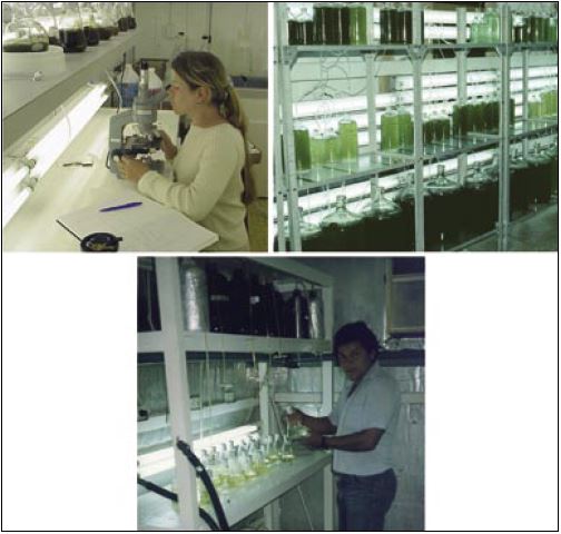 Photographs showing typical facilities for maintenance of starter cultures.