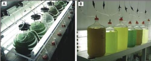 Two different approaches to the intermediate-scale culture of algae