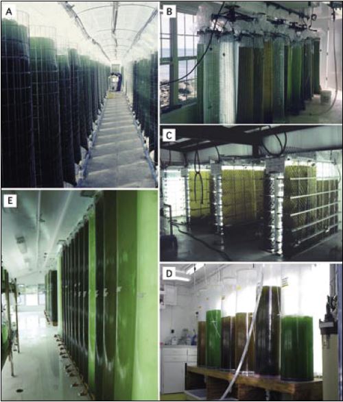 Examples of polyethylene bag and solar grade, fibreglass cylinder algal culture systems