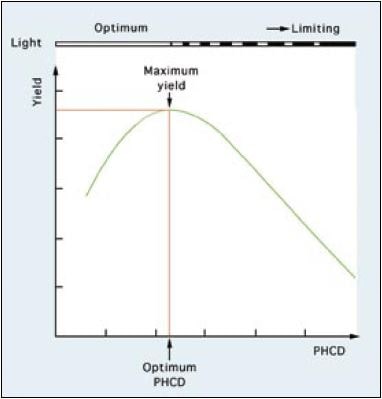 The relationship between the productivity of a culture system (yield) and light energy input.
