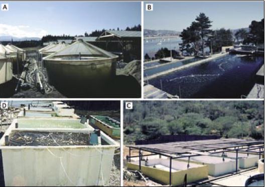 Examples of large-scale, outdoor algal production