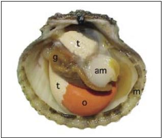 The anatomy of a fully mature calico scallop (Argopecten gibbus)