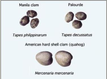 A selection of clams commonly cultured in hatcheries
