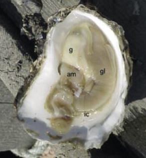 Anatomy of a developing flat oyster, Ostrea edulis