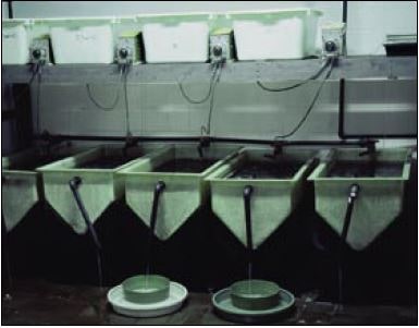 Experimental broodstock conditioning of Ostrea edulis. Note the green coloured sieves immersed in shallow trays to catch and retain larvae.