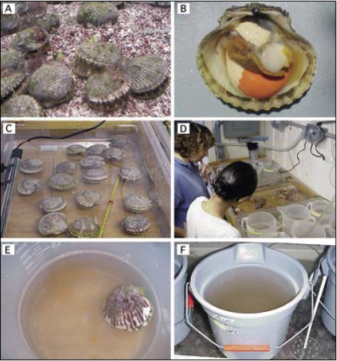 This sequence of photographs illustrates the spawning of the monoecious calico scallop, Argopecten gibbus, at the Bermuda Biological Station for Research