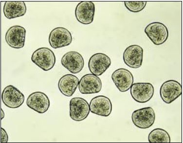 Photomicrograph of Crassostrea gigas D-larvae (48-h after fertilization). Mean size