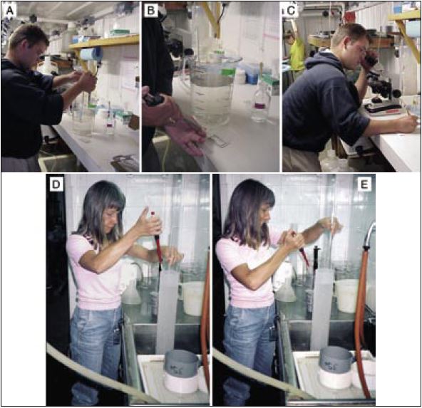 The steps in taking sub-samples of larvae for counting in the estimation of total numbers