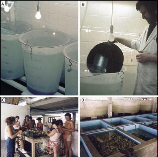 A and B – In this example, matt surfaced PVC sheets used as settlement substrate for oyster spat are placed on the base of larval culture tanks (A)