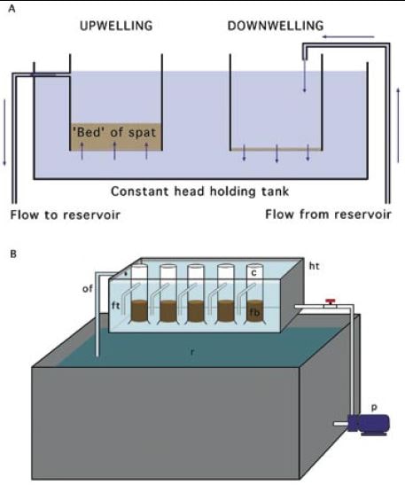 A – diagram illustrating the difference in flow circulation in upwelling and downwelling spat systems