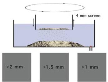 Grading of spat with hand-held sieves (screens) in shallow tanks