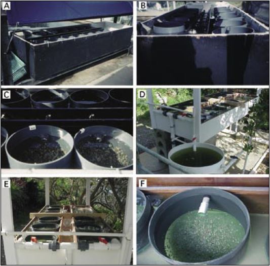 Upwelling tank units for larger size spat operating on flow-through. A, B and C – a system for growing clam spat at high density