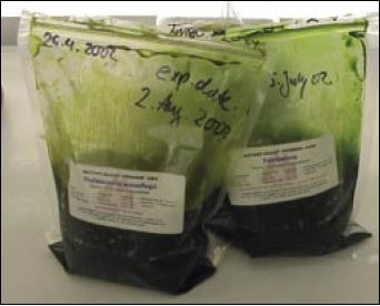 An example of a proprietary algal paste product suitable as a partial or complete replacement for hatchery grown live algae