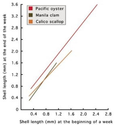Comparison of the growth of Pacific oyster, Manila clam and calico scallop spat in similar conditions. 