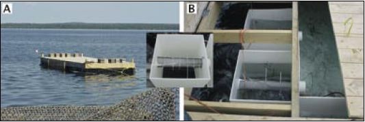A small, commercially manufactured upwelling nursery powered by an axial flow pump 
