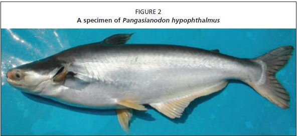 A specimen of Pangasianodon hypophthalmus