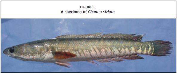 A specimen of Channa striata