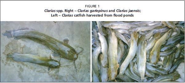 Clarias spp. Right – Clarias gariepinus and Clarias jaensis;