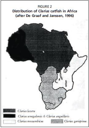 Distribution of Clarias catfish in Africa (after De Graaf and Janssen, 1996)