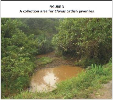 A collection area for Clarias catfish juveniles