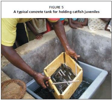 A typical concrete tank for holding catfish juveniles