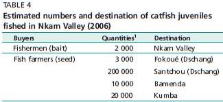 Estimated numbers and destination of catfish juveniles fished in Nkam Valley (2006)