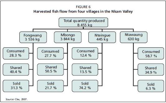 Harvested fish flow from four villages in the Nkam Valley