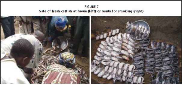 Sale of fresh catfish at home (left) or ready for smoking (right)