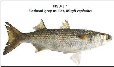 Flathead grey mullet, Mugil cephalus