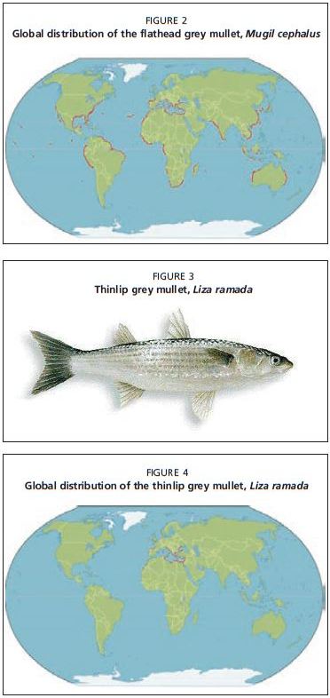 Global distribution of the thinlip grey mullet, Liza ramada