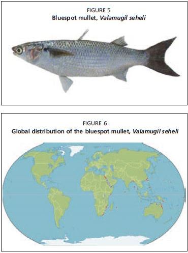 Global distribution of the bluespot mullet, Valamugil seheli