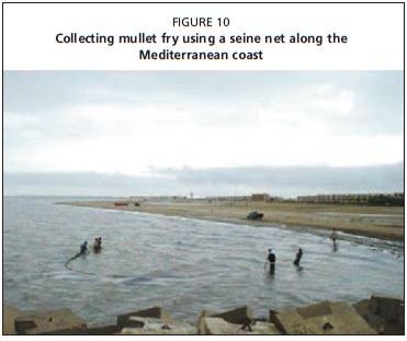 Collecting mullet fry using a seine net along the Mediterranean coast