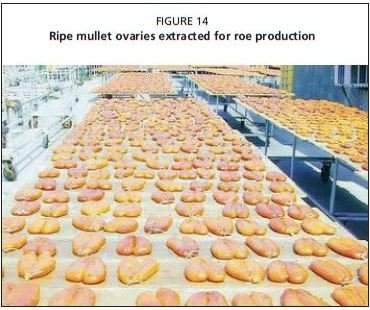 Ripe mullet ovaries extracted for roe production