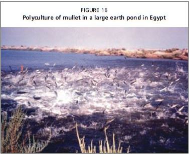 Polyculture of mullet in a large earth pond in Egypt