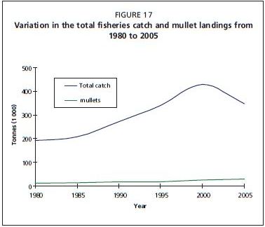 Variation in the total fisheries catch and mullet landings from 1980 to 2005